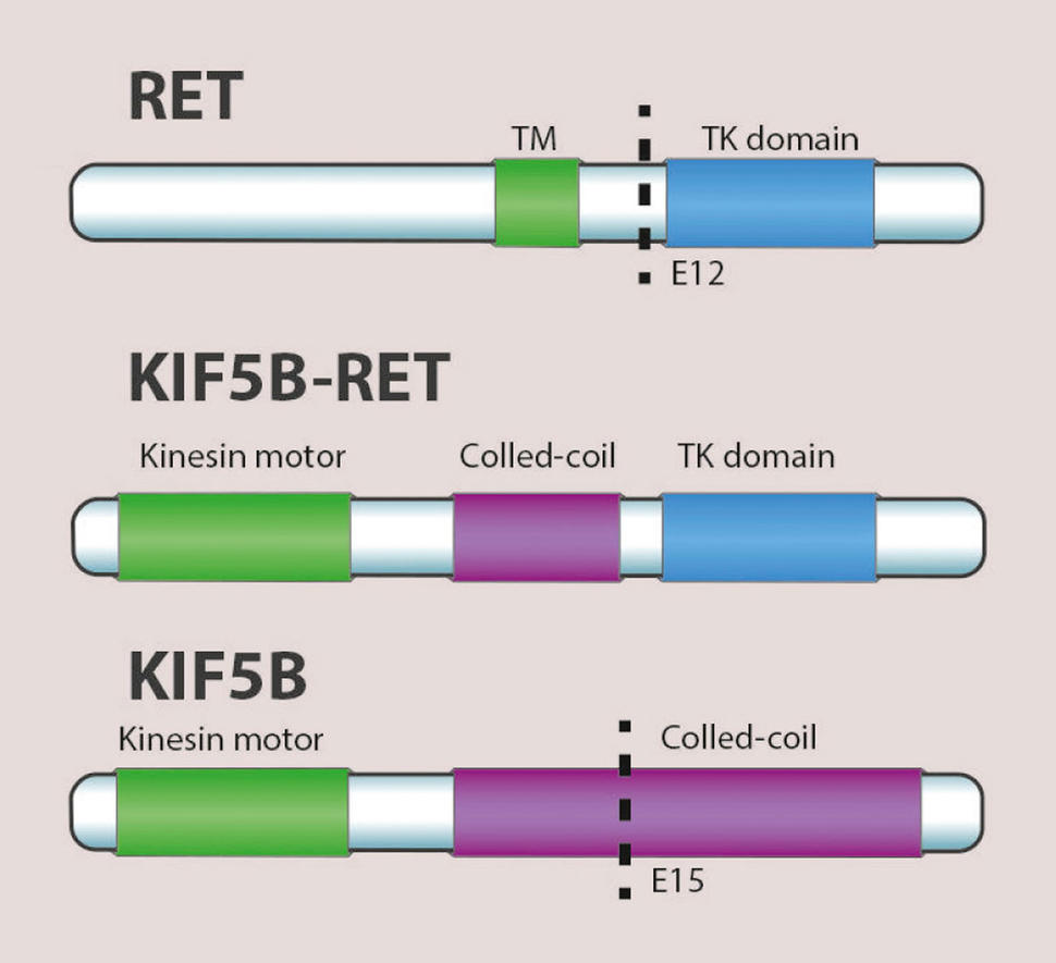 Gen Ret Selpercatinib Shows Promise against Lung Cancers with Alterations in ...